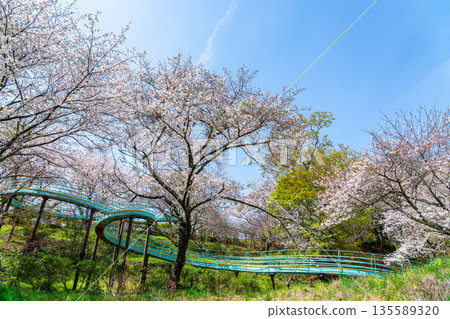 [Kanagawa Prefecture] Cherry blossoms in full bloom at Azumayama Park in Ninomiya Town 135589320