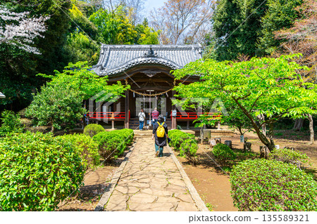 【神奈川縣】二宮町的吾妻神社,神社內綠樹成蔭,景色優美 【神奈川縣】二宮町的吾妻神社,神社內綠樹成蔭,景色優美 135589321