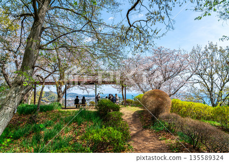 [Kanagawa Prefecture] Cherry blossoms blooming at Azumayama Park in Ninomiya Town 135589324