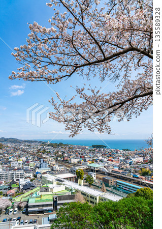 【神奈川縣】從東山公園看到的二宮市街景和盛開的櫻花 【神奈川縣】從東山公園看到的二宮市街景和盛開的櫻花 135589328