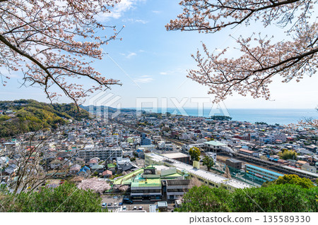 [Kanagawa Prefecture] The townscape of Ninomiya and cherry blossoms in full bloom as seen from Azumayama Park 135589330