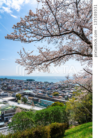 [Kanagawa Prefecture] The townscape of Ninomiya and cherry blossoms in full bloom as seen from Azumayama Park 135589331