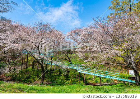 【神奈川縣】二宮町東山公園櫻花盛開 【神奈川縣】二宮町東山公園櫻花盛開 135589339