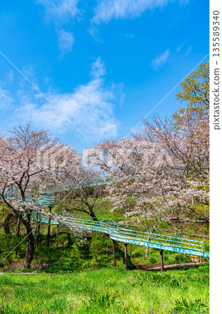 【神奈川縣】二宮町東山公園櫻花盛開 【神奈川縣】二宮町東山公園櫻花盛開 135589340