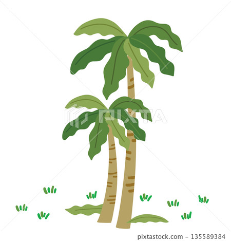 JEJU26. It is an illustration of two palm trees, both large and small, on a white background. JEJU26. It is an illustration of two palm trees, both large and small, on a white background. 135589384
