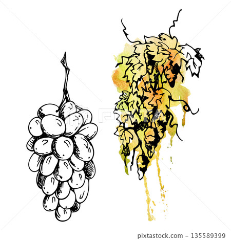 Rounded grape bunch hand drawn in pen and ink with grapevine leaves and tendrils. Isolated illustration for wine labels, menus, food branding, packaging, Mediterranean decor and botanical prints. Rounded grape bunch hand drawn in pen and ink with grapevine leaves and tendrils. Isolated illustration for wine labels, menus, food branding, packaging, Mediterranean decor and botanical prints. 135589399