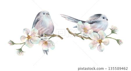 Two watercolor birds on the graceful branches of a blossoming apple tree, strewn with flowers. Hand-drawn for a spring greeting card, Mother's Day, Easter, International Women's Day, or wedding. Two watercolor birds on the graceful branches of a blossoming apple tree, strewn with flowers. Hand-drawn for a spring greeting card, Mother's Day, Easter, International Women's Day, or wedding. 135589462