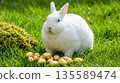 White rabbit sits on green grass with golden eggs during daytime in a garden setting 135589474