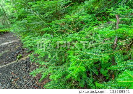 The rich natural scenery of the virgin forest and lush coniferous trees growing naturally along the Yoshida Trail of Mt. Fuji The rich natural scenery of the virgin forest and lush coniferous trees growing naturally along the Yoshida Trail of Mt. Fuji 135589541