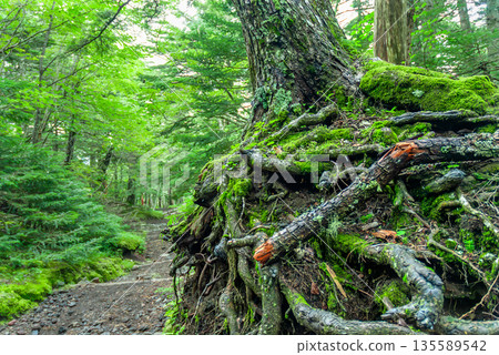 The roots of a giant tree that has taken firm root in the mossy ground beside the Yoshida trail to Mt. Fuji, and the surrounding virgin forest 135589542