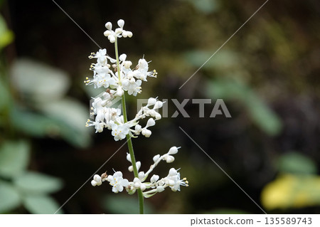八月夏日的清晨，灌木叢中盛開著白色的野薑花。 135589743