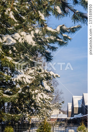 Sunny winter day with snow-covered pine tree branches and modern houses in the background. 135589950