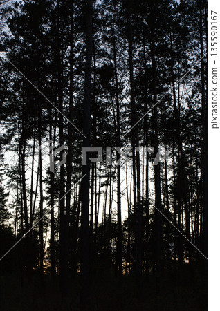 high trees forest green in the park 135590167