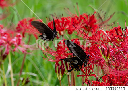 燕尾蝴蝶和孤挺花 135590215