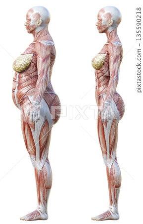 Muscle Anatomy Diagram: Comparison Illustration Set of Fat Female Anatomy Model and Thin Female Anatomy Specimen, Full Body Sideways Muscle Anatomy Diagram: Comparison Illustration Set of Fat Female Anatomy Model and Thin Female Anatomy Specimen, Full Body Sideways 135590218