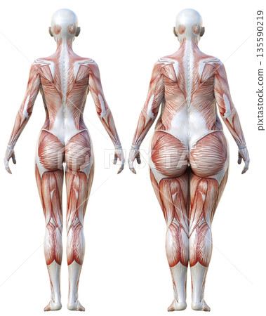 Muscle Anatomy Diagram: Comparison Illustration Set of Fat Female Anatomy Model and Thin Female Anatomy Specimen, Full Body Back View 135590219