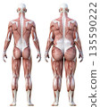 肌肉解剖圖：肥胖男性解剖模型與瘦弱男性解剖標本比較圖，全身背視圖 135590222