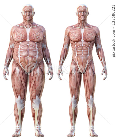 肌肉解剖圖：肥胖男性解剖模型與瘦弱男性解剖標本比較圖，全身正面圖 135590223