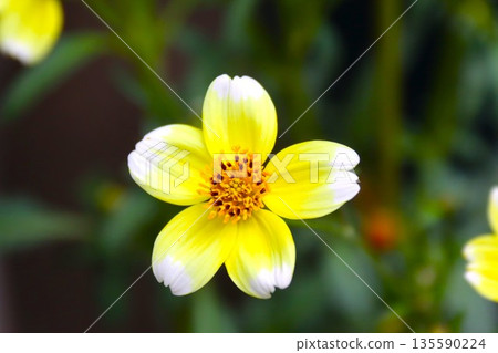 Pretty yellow snow cosmos flowers Pretty yellow snow cosmos flowers 135590224