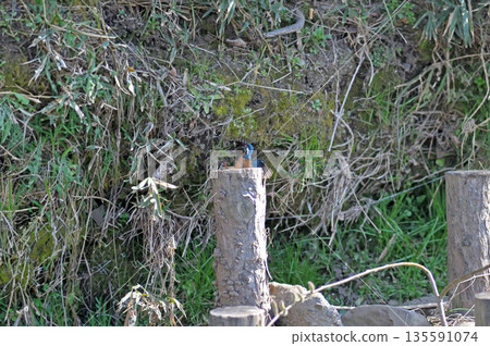 翠鳥、翡翠翠鳥、東村山市北山公園、東村山淨化中心公園 翠鳥、翡翠翠鳥、東村山市北山公園、東村山淨化中心公園 135591074