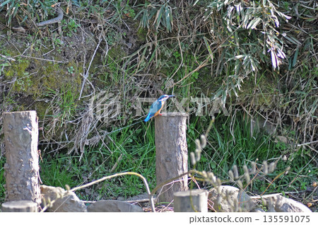 翠鳥、翡翠翠鳥、東村山市北山公園、東村山淨化中心公園 135591075