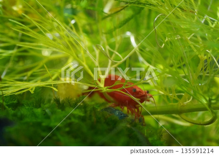 fire red shrimp add vibrant color to planted aquariums 135591214