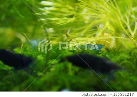 blue diamond shrimp bring deep color to peaceful aquariums 135591217