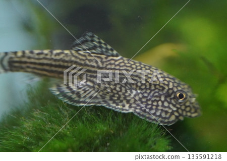 hillstream loach is a peaceful algae eater with unique body shape 135591218