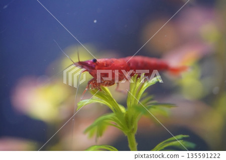 fire red shrimp add vibrant color to planted aquariums fire red shrimp add vibrant color to planted aquariums 135591222