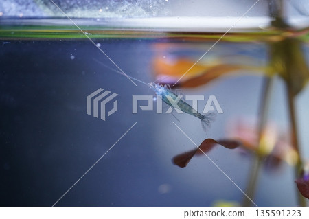 blue diamond shrimp bring deep color to peaceful aquariums 135591223