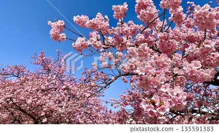 Kawazu cherry blossoms (Aoi cherry blossoms) in full bloom against the blue sky (Oto River riverbed, Okazaki City, Aichi Prefecture) 135591383
