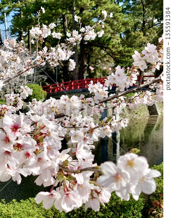 岡崎城櫻花祭（岡崎城公園（龍城堀）/愛知縣岡崎市） 135591384
