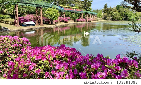 盛開的杜鵑花、色彩繽紛的兒童小火車“夢波波”以及西御田金入池(愛知縣岡崎市南公園)的天鵝 盛開的杜鵑花、色彩繽紛的兒童小火車“夢波波”以及西御田金入池(愛知縣岡崎市南公園)的天鵝 135591385