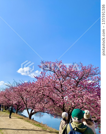People enjoying cherry blossom viewing under a blue sky with Kawazu cherry blossoms in full bloom (Oto River riverbed, Okazaki City, Aichi Prefecture) People enjoying cherry blossom viewing under a blue sky with Kawazu cherry blossoms in full bloom (Oto River riverbed, Okazaki City, Aichi Prefecture) 135591386