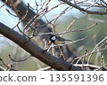 The great tit perched on the cherry tree is stylish with its black tie pattern. 135591396