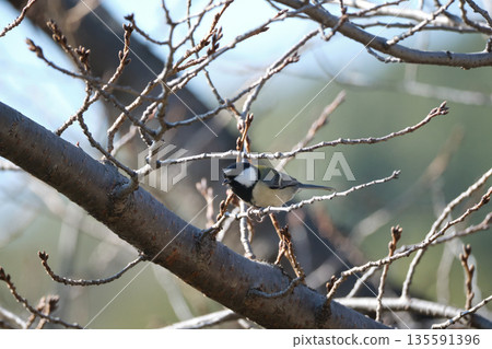 The great tit perched on the cherry tree is stylish with its black tie pattern. The great tit perched on the cherry tree is stylish with its black tie pattern. 135591396
