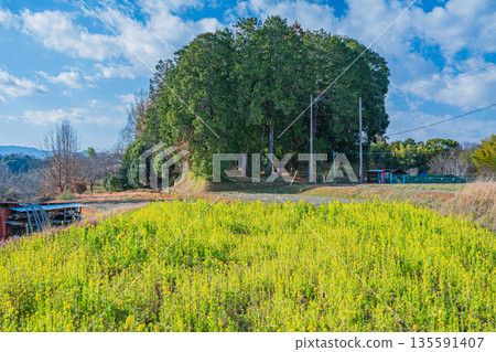 油菜花田、大原村、傳說中大友夫人墓所在的森林、奈良縣飛鳥村 油菜花田、大原村、傳說中大友夫人墓所在的森林、奈良縣飛鳥村 135591407