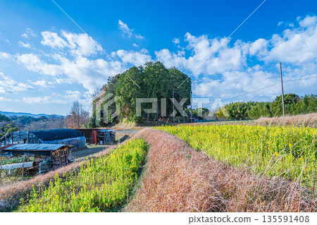 Rape flower fields, Ohara Village, forest with the legendary grave of Lady Otomo, Asuka Village, Nara Prefecture Rape flower fields, Ohara Village, forest with the legendary grave of Lady Otomo, Asuka Village, Nara Prefecture 135591408