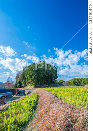 油菜花田、大原村、傳說中大友夫人墓所在的森林、奈良縣飛鳥村 油菜花田、大原村、傳說中大友夫人墓所在的森林、奈良縣飛鳥村 135591409
