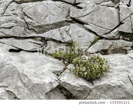 Resilient Flora Thriving on Rocky Surface Amidst Various Natural Elements and Challenges Resilient Flora Thriving on Rocky Surface Amidst Various Natural Elements and Challenges 135591521