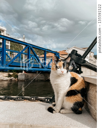 striped feline gazes at nearby anchor, orange and white feline sitting by maritime dock and bridge striped feline gazes at nearby anchor, orange and white feline sitting by maritime dock and bridge 135591522