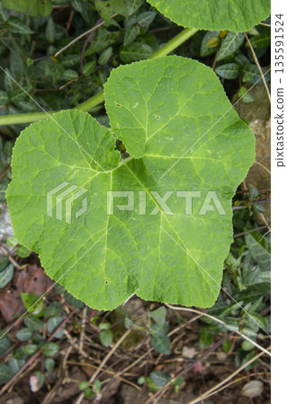 It's a green pumpkin leaf. It's a green pumpkin leaf. 135591524