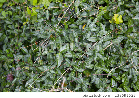 Close-up of Asian Jasmine leaves. 135591525