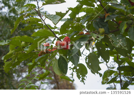 The fruit is Maclura tricuspidata The fruit is Maclura tricuspidata 135591526