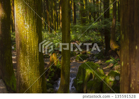 This is a beautiful forest landscape in Korea. 135591528