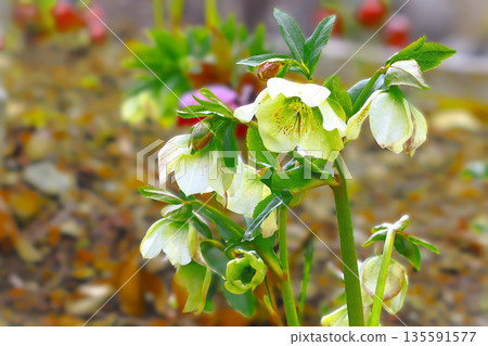 A pretty variegated white Christmas rose 135591577