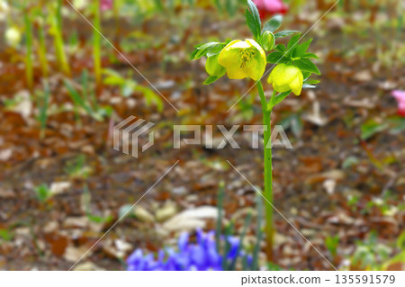 Two Christmas roses blooming in a natural garden in spring 135591579