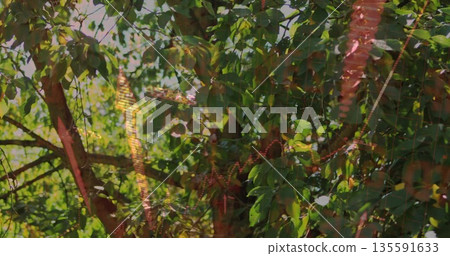 Showing tree branches filtering dappled sunlight in garden, with red bead strings draping foliage 135591633