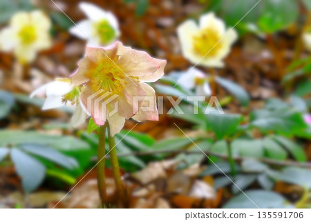 A refreshing pale pink Christmas rose 135591706