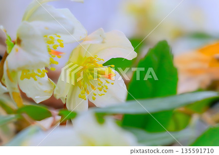 Beautiful white Christmas rose Beautiful white Christmas rose 135591710